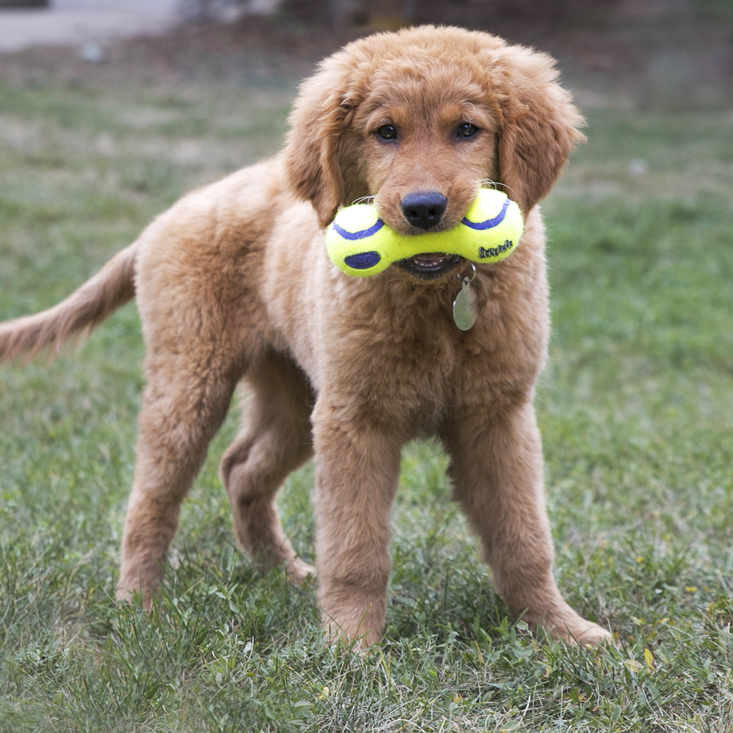 KONG AirDog Dumbbell large