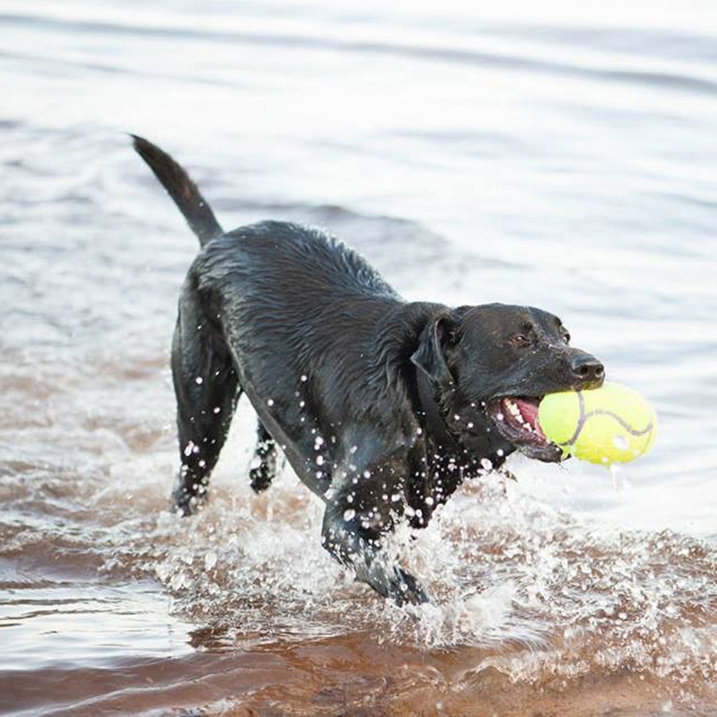 KONG AirDog football large