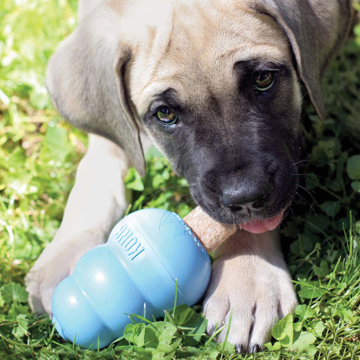 KONG Ziggies Puppy