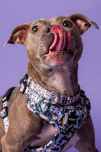 Load image into Gallery viewer, Cunt Shake Martingale Collar
