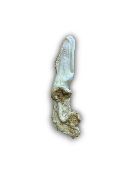 Puffed Rabbit Ears