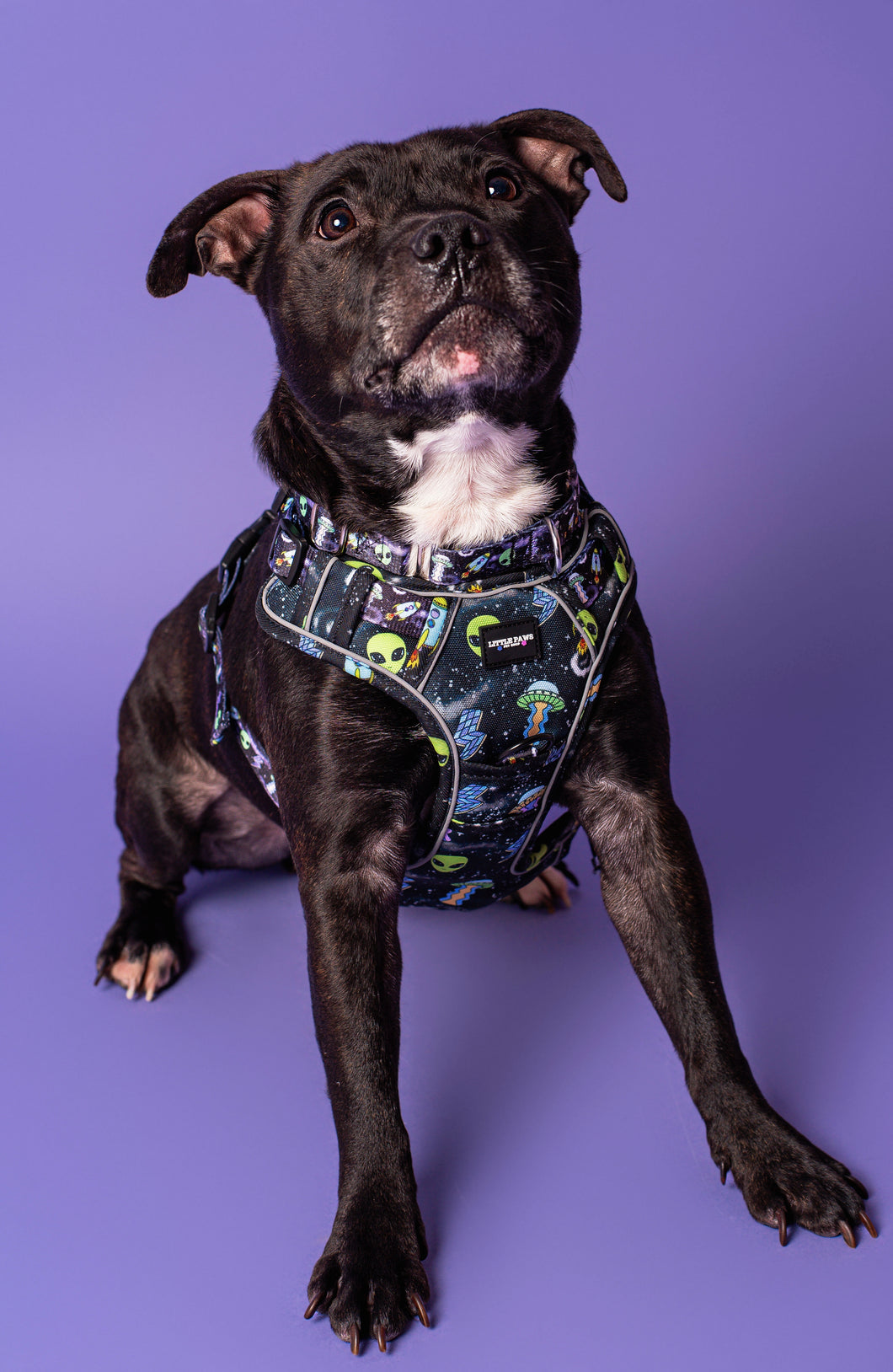 Cosmic Paws Heavy Duty Harness