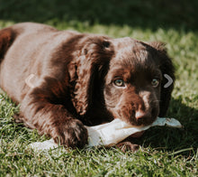 Load image into Gallery viewer, Puffed Rabbit Ears
