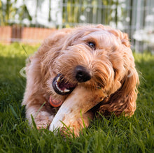 Load image into Gallery viewer, Empty Cow Horn
