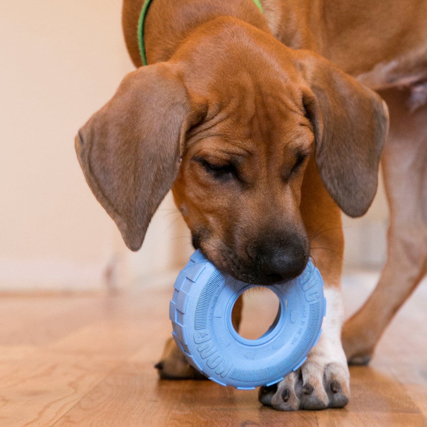 KONG Puppy Tyres Sml Blue