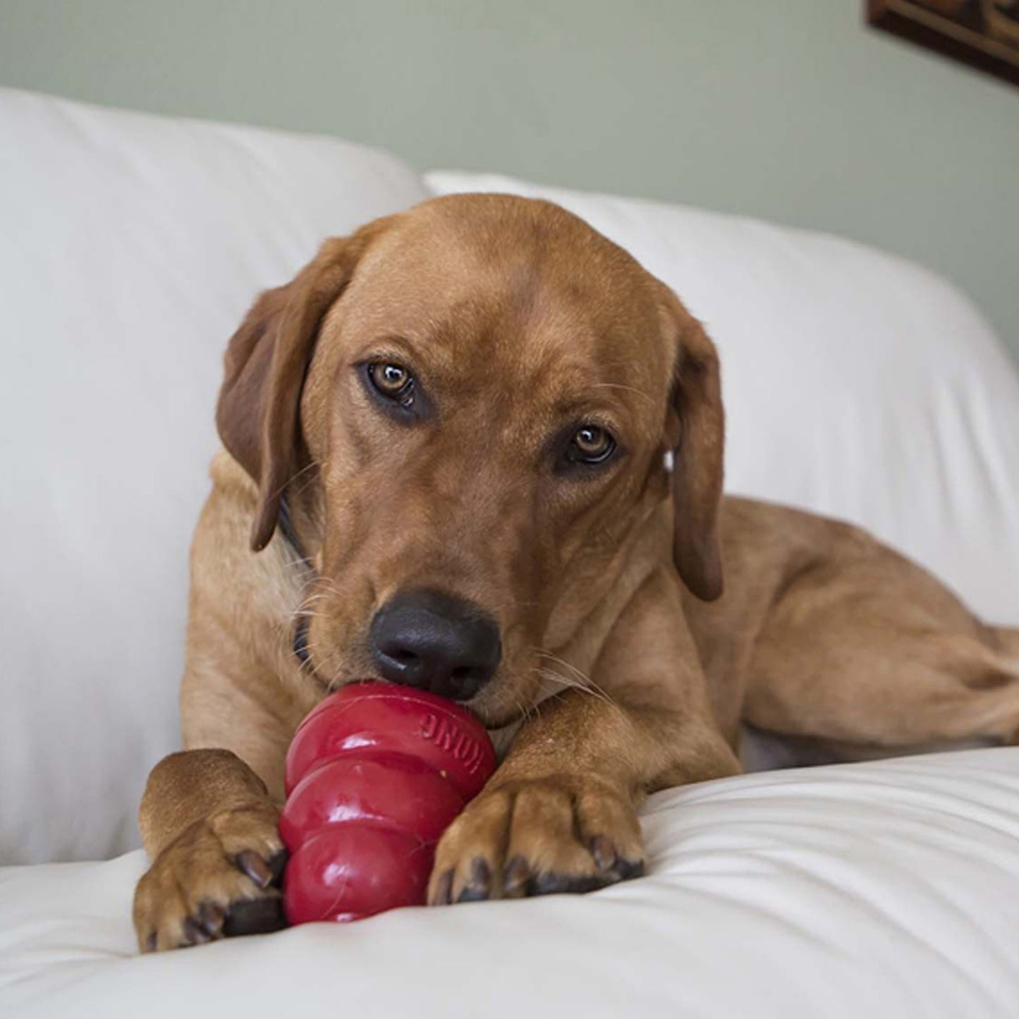 KONG Easy Treat Liver